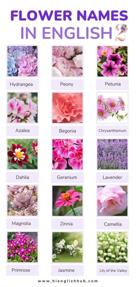 59+ Pretty Flower Names In English With Pictures And Meanings - Hi English Hub All Different Types Of Flowers, Flowers Names And Meaning, Flower Names Aesthetic, Flower Nicknames, Flower Names And Meanings, Flowers Name With Pictures, Unique Flower Names, Different Type Of Flowers, All Flowers Name