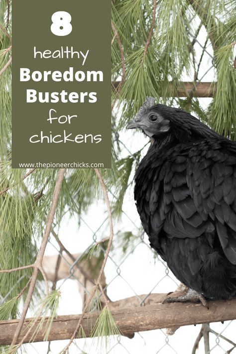 Chicken Bordem Busters Ideas, Agribusiness Ideas, Chicken Boredom Buster, Chicken Boredom, Cluckingham Palace, Chicken Bits, Chicken 101, Chicken Board, Quail Coop