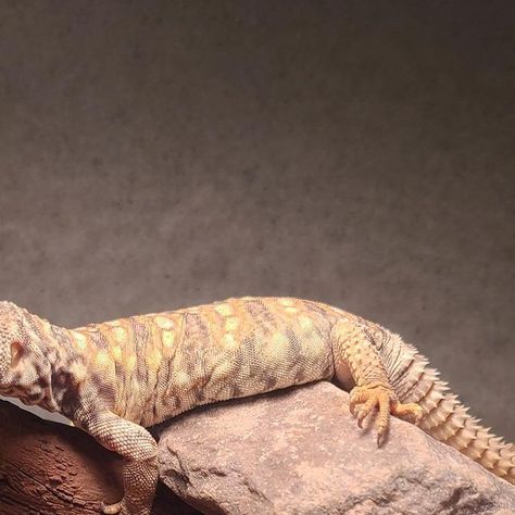 Richard Allen on Instagram: "Beautiful, baby ornate uromastyx sunbathing at Reptile Rapture. www.reptilerapture.net #reptilerapture #ornateuromastyx #uromastyx" Ornate Uromastyx, Richard Allen, October 20, Lizards, Reptiles, On Instagram, Instagram