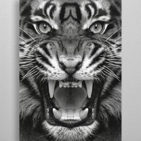 Tiger Eyes Tattoo, Tiger Face Tattoo, Art Tigre, Tiger Sketch, Tiger Tattoo Sleeve, Tiger Photography, Angry Tiger, Pencil Drawing Images, Lion Head Tattoos