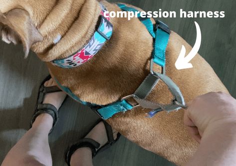 6 Best No Pull Harnesses for Dogs: Reclaim the Walk! 3 Diy No Pull Dog Harness, Dog Pulling Harness, Dog Harness Pattern Free, Dog Harness Pattern, No Pull Dog Harness, Puppy Harness, Dog Harnesses, The Walk, Diy Dog Stuff