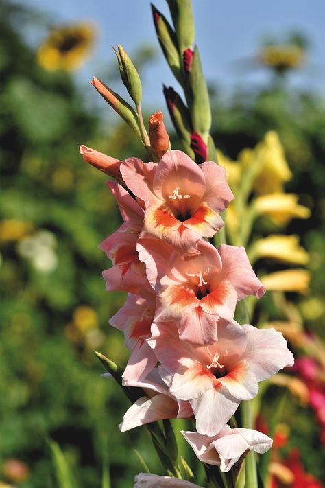 Gladiolus Flower Aesthetic, Olive Garden Chicken, Gladiolus Flower, Gladioli, Flower Chandelier, Reference Pics, Castles Interior, Flower Bulbs, Parts Of A Flower