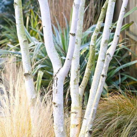 Trees With White Bark, Betula Utilis, Winter Gardens, Simple Garden, Grasses Landscaping, Planting Plan, White Plants, Moon Garden, Have Inspiration