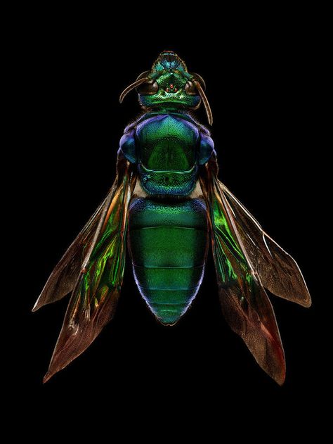 These Awe-Inspiring Photos Show Just How Beautiful Insects Can Be.  Photo credit Levon Biss. Tortoise Beetle, Shield Bugs, Insect Photos, Insect Photography, Bees And Wasps, Cool Bugs, Beautiful Bugs, Arthropods, Insect Art