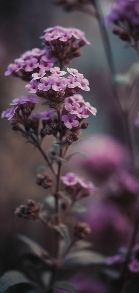 Touch Me Not Plant, Phone Wallpapers Aesthetic, Beautiful Purple Flowers, 20 Aesthetic, Iphone Art, Free Phone Wallpaper, Wallpaper Nature Flowers, Free Iphone Wallpaper, Pink Garden