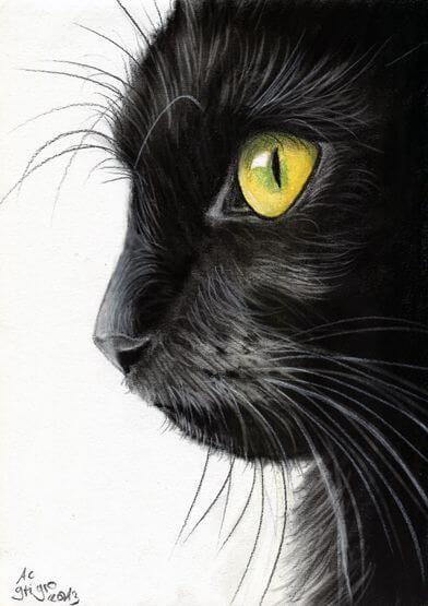 drawings of animals 26 (1) Portrait Au Crayon, Black Cat Drawing, Black Cat Painting, Cat Profile, Charcoal Portraits, Charcoal Drawings, Black Cat Art, Feather Painting, A Black Cat