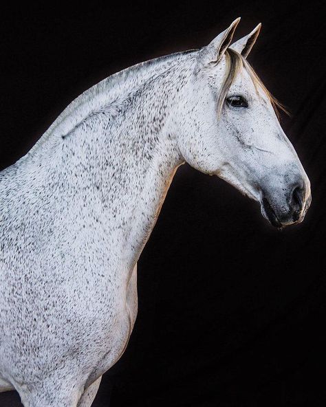 Flea Bitten Grey Lustiano Horses, Unusual Horse, Grey Horses, Amazing Horses, Andalusian Horse, Horse Aesthetic, Most Beautiful Horses, Grey Horse, All The Pretty Horses