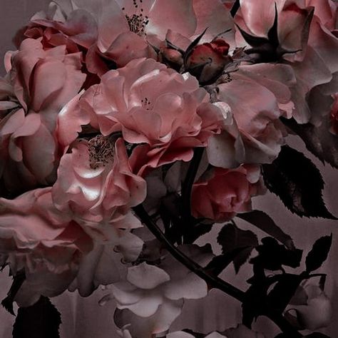 Desaturated Pink Aesthetic, Wither Rose Aesthetic, Blush Red Aesthetic, Desert Rose Aesthetic, Faded Pink Aesthetic, Reddish Pink Aesthetic, Red Ethereal Aesthetic, Muted Red Aesthetic, Withered Rose Aesthetic