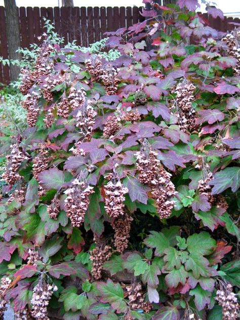 Oakleaf Hydrangea (Hydrangea quercifolia 'Snowflake')-Idyll Haven Physocarpus Opulifolius, Green Chandelier, Fall Hydrangea, Hydrangea Quercifolia, Shade Garden Plants, Oakleaf Hydrangea, Deer Resistant Plants, Hydrangea Garden, Acer Palmatum