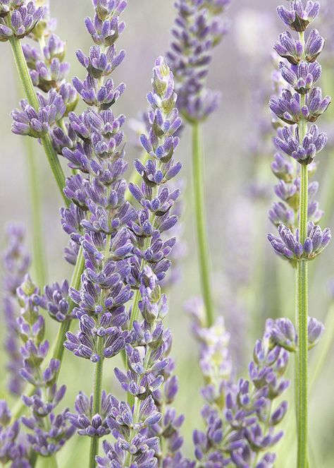 Types of Lavender: How to Choose the Best Lavender for Your Garden Lavender Colored Flowers, Types Of Lavender Plants, Lavender Types, Lavender Varieties, English Lavender, Aromatic Oils, Lavandula Angustifolia, Root System, French Lavender