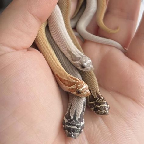 Baby hognose snakes.  Photo credit:  AML Reptiles. Cute Snakes Aesthetic, Milk Snake Morphs, Baby Snakes Cute, Cute Hognose Snake, Snake Hognose, Hognose Snake Enclosure, Rainbow Boa Snake, Aesthetic Snakes, Snake Enrichment