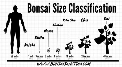 Bonsai Size Classification Chart and Guide - Bonsai Sanctum Buy Bonsai Tree, Bonsai Pruning, Bonsai Tree Types, Bonsai Tree Care, Bonsai Techniques, Mame Bonsai, Indoor Bonsai Tree, Bonsai Styles, Mini Bonsai