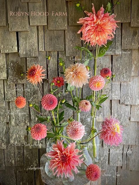 Dahlia Flower Arrangements, Cottage Core Garden, Dahlia Varieties, Farmers Market Flowers, Flower Farming, Dahlia Bouquet, Dahlias Garden, Flower Farmer, Cut Flower Garden