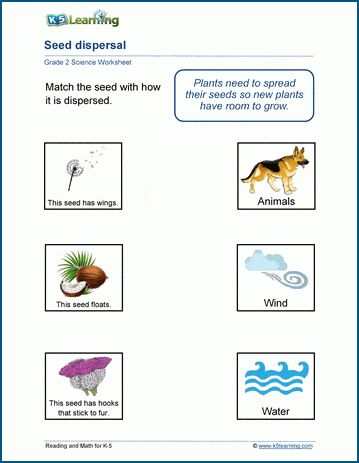 Seed dispersal worksheets. Seeds are dispersed by wind, water, animals and gravity depending on their form and habitat. Students match seeds to how they may be dispersed in these worksheets. Free | Printable | Grade 2 | Science | Worksheets Seed Germination Worksheet, Grade 5 Science Worksheets, Seed Dispersal Worksheet, Grade 4 Worksheets Science, Grade 2 Science Worksheets, Class 4 Science Worksheet, Dispersal Of Seeds, Grade 4 Natural Science Worksheets, Log Math