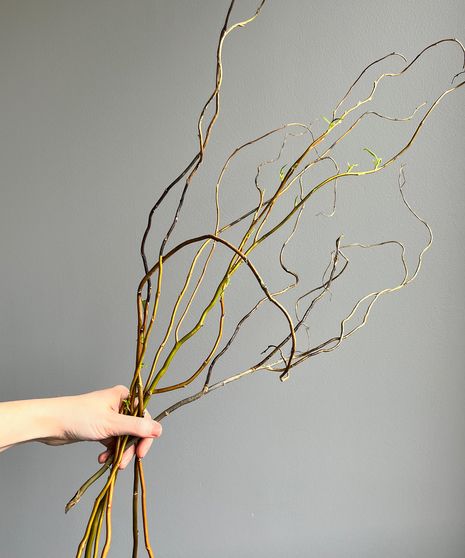 BFMGR04,Curly Willow Tips Unlike any other branch, curly willow gives height and depth to arrangements. Each stem has a slight curve, as its name suggests, giving your decor a truly magical touch. Willow Wedding, Curly Willow Branches In Christmas Tree, Stick Arrangements Branches, Curly Willow Branches Decor, Curly Willow Branches, Flower Arrangements For Table Tall Vases Willow Branches, Curly Willow Wedding, Curly Willow Floral Arrangements, Desert Willow