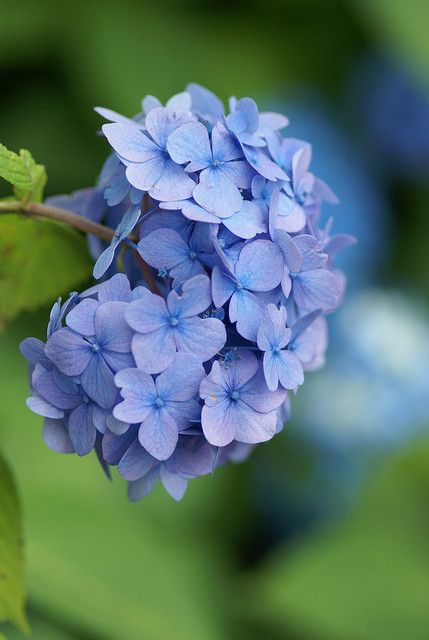 نباتات منزلية, Hydrangea Care, Hydrangea Garden, Trendy Flowers, Deco Floral, Hydrangea Flower, Blue Hydrangea, Garden Cottage, Flowers Nature