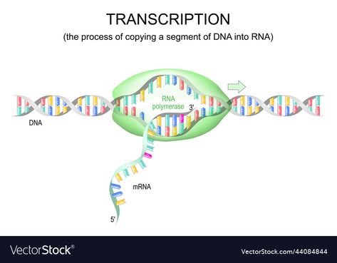 Dna To Rna, Vishu Images, Rna Polymerase, Dna Replication, Transcription, High Res, Png Images, Adobe Illustrator, Vector Images