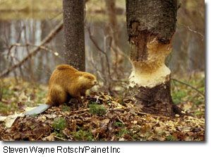 Canadian Beaver, Beaver Dam, Park Trails, Animal Totems, Museum Exhibition, Glacier National Park, Nature Images, Land Art, Unique Animals