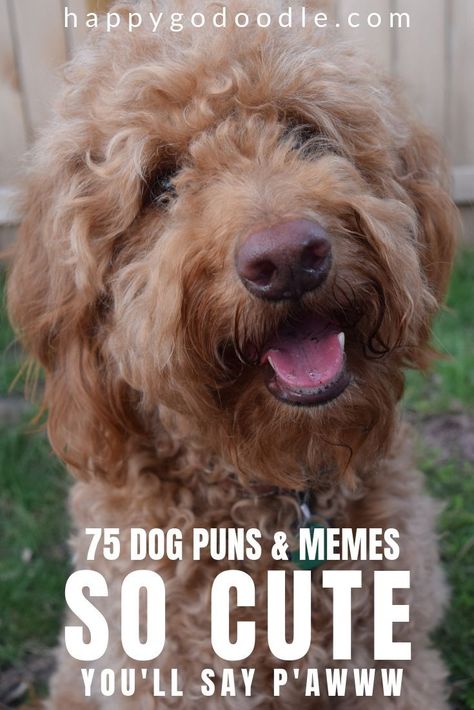 Cute dog puns? Wholesome dog humor? Clean dog memes? H*ck yeah! You’ve found the home of happy humor at Happy-Go-Doodle. Take a break and tickle your funny (dog) bone with these 75 dog puns, memes, and messages. Then get helpful tips for creating your own funny messages. #dogmemes #doghumor #dogpuns #goldendoodle #happygodoodle Dog Hair Quotes Funny, Funny Dog Pictures With Captions, Funny Dog Puns, Dog Puns Captions, Pet Puns, Travel Puns, Dog Fundraiser, Dog Hello, Dog Mom Humor