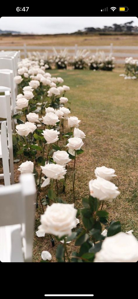 Roses Isle Wedding, White Rose Asile, White Roses In Ground Wedding, Long Stem Roses Wedding Aisle, Single Rose Aisle Wedding, Single Stem Florals Wedding, Single Stem Flower Isle, Flowers In The Ground Wedding, Single Flower Aisle Wedding