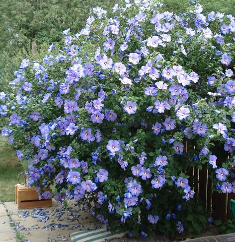 Landscape Plants Design, Blue Rose Of Sharon, Blue Chiffon Rose Of Sharon, Backyard Bed, Rose Of Sharon Bush, Garden Shapes, Spanish Cottage, Hibiscus Shrub, Hibiscus Garden