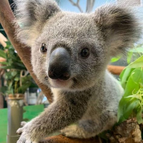 Cute Animals Koala, Koala Bear Aesthetic, Koala Aesthetic, Koala Marsupial, Koala Tattoo, Cute Koala Bear, Colouring Pictures, Koala Bears, Australia Animals