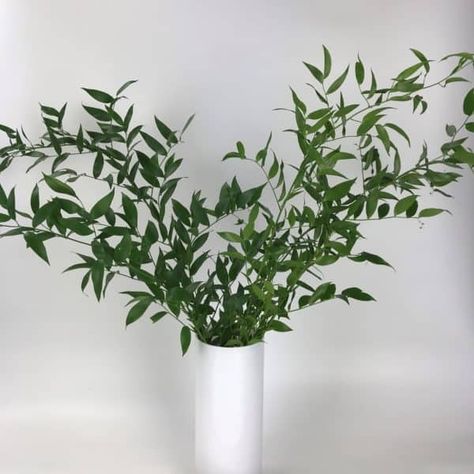 A Guide To Popular Greenery - Cascade Floral Wholesale Greenery Used In Flower Arrangements, Artificial Greenery Arrangements, Italian Ruscus, Curly Willow, Tree Fern, Floral Greenery, Cascade Bouquet, Dusty Miller, Flower Care