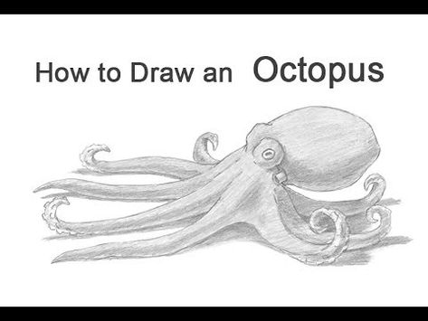 Octopus Drawing Easy, Easy Octopus Drawing, Draw An Octopus, Octopus Facts, Octopus Sketch, Speed Drawing Videos, Step By Step Sketches, Octopus Drawing, Cool Drawing