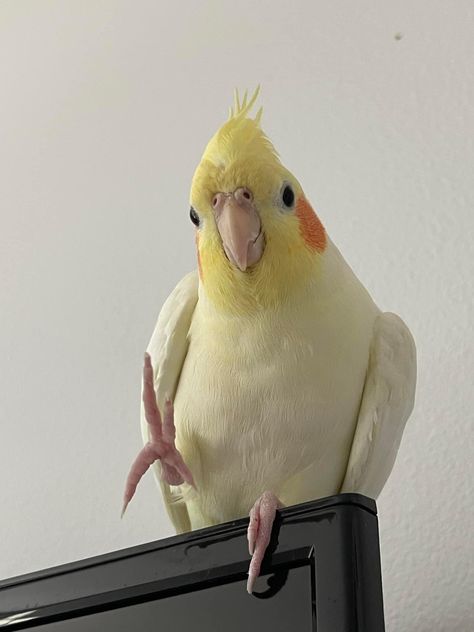 Cockatiel Aesthetic, Birds Pet, Cockatiel Bird, Funny Parrots, Cute Small Animals, Funny Birds, Cute Birds, Little Birds, Cute Creatures