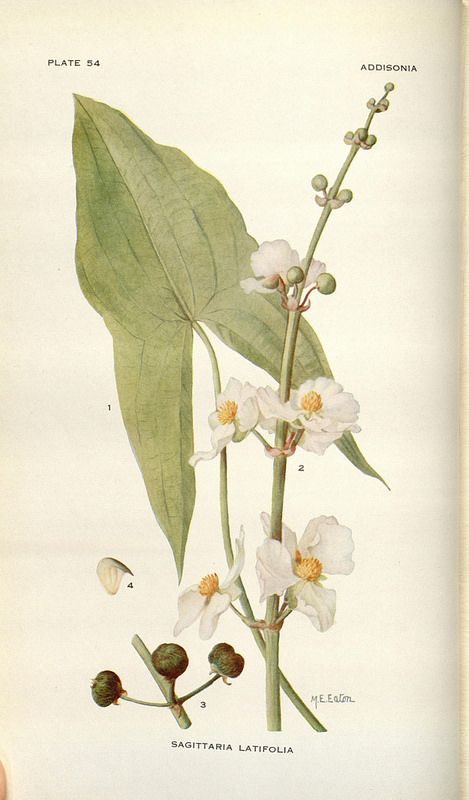 Sagittaria latifoglia, in Addisonia : colored illustrations and popular… Katniss Tattoo, Sagittaria Latifolia, Lake Plants, Plant Bugs, Arrowhead Plant, Plants Ideas, Antique Botanical Print, Wild Garden, Eastern Canada