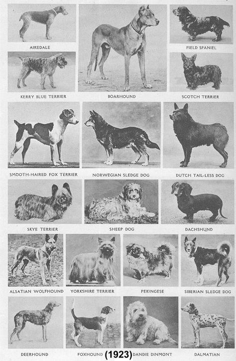 DOG BREEDS IN 1923 Galeries Lafayette Paris, Ancient Dogs, Dandie Dinmont Terrier, Dog Print Tattoo, Lafayette Paris, Every Dog Breed, Unique Dog Breeds, Rare Dog Breeds, Dog Breeds List