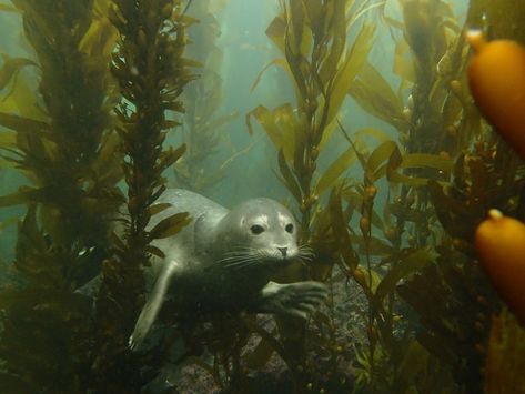 The local effort to save the Peninsula’s rich kelp beds from overpopulating sea urchins. - TerraneaLife Sea Bed, Terranea Resort, Kelp Forest, Sea Urchins, Sea Urchin, Marine Biology, Silly Animals, Sea Lion, Ocean Creatures