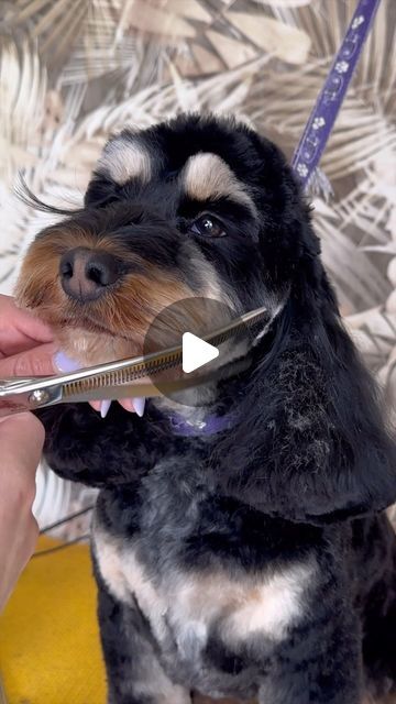 Verity Hardcastle on Instagram: "Thanks to My model Minnie, a gorgeous Cockapoo with a stunning but tricky coat. I love my Curved Piano Teeth Blenders from The Coat (www.thecoat.co) for creating that soft focus and taming those thick curls.  Easter holidays have been amazing, it’s given me time to settle my newest team member Dilly into the home as well as spending some quality time with my family and friends.  Hope you are surviving the Easter break if you have little ones out of school.  At this point my cupboards contain 90% chocolate and only 10% anything reasonably healthy 🤪 so really must crack on wading my way through it in order to restore the balance 👌  . . . . . . #groomer #cockapoo #cockapoolove #cockapoocrazy #cockapoodaily #grooming #thecoat #groomersofinstagram" Cockapoo Grooming Styles, Cockapoo Haircut Styles Teddy Bear, Coat Carving Dog Grooming, Black Cockapoo Haircut Styles, How To Groom A Cockapoo, Cockapoo Haircut, Cockapoo Grooming, Cockapoo Chocolate, Cockapoo Black And Tan