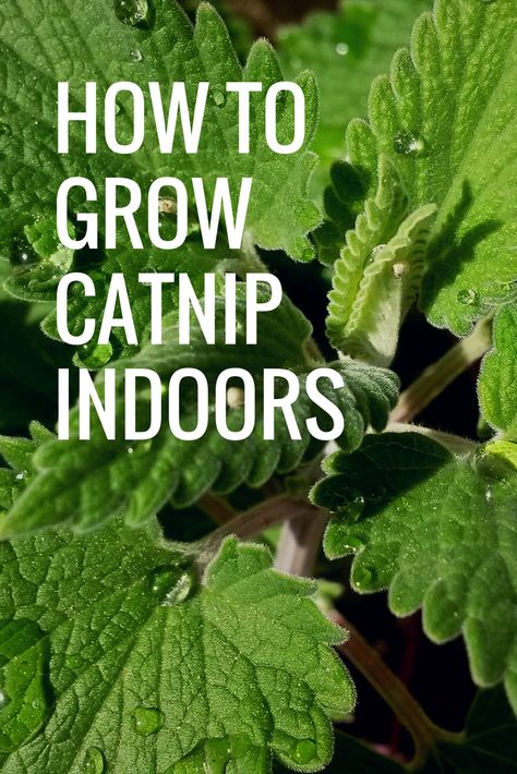 Would your cat love catnip all year round?  Learn how to grow catnip and prepare your catnip indoors! How To Grow Catnip, Grow Catnip, Growing Catnip, Catnip Plant, Cat Patio, Cat Grass, Cat Plants, Cat Care Tips, Cat Garden