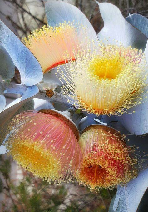 Native Flowers Australia, Australia Native Flowers, Eucalyptus Macrocarpa, Gum Flowers, Native Australian Flowers, Australia Flowers, Eucalyptus Flowers, Australian Nature, Flowering Gum