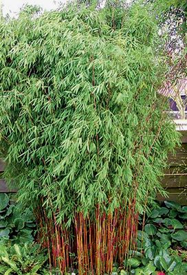 Red Fountain Bamboo - 2 Gallon - Bamboo Grasses - Buy Plants Online Golden Bamboo Plant, Fargesia Nitida, Black Bamboo Plant, Bamboo Landscape, Bamboo Species, Clumping Bamboo, Bamboo Seeds, Interesting Plants, Growing Bamboo