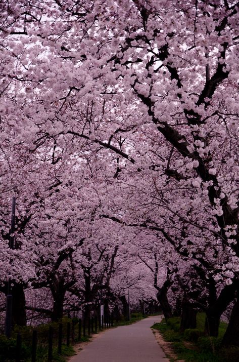 Gongendo, Saitama, Japan Japanese Pink Tree, Cherry Blossom Japan, Monte Fuji, Saitama Japan, Japan Garden, Sakura Tree, Amazing Nature Photography, Cherry Blossom Flowers, Pink Trees