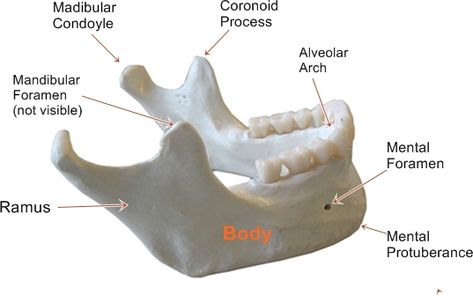 .... Mandible Bone, Bone Structure Face, Frontal Bone Anatomy, Bone Landmarks Anatomy, Human Bone Structure, Structure Of Bone, Axial Skeleton, Skeleton Parts, Teeth Anatomy