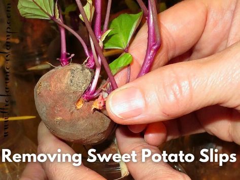 How To Grow Sweet Potato Slips: A Step-by-Step Guide To Starting, Growing, And Planting • The Farmer's Lamp Sweet Potato Slips How To Grow, Planting Sweet Potato Slips, How To Plant Sweet Potato Slips, Potato With Eyes, Sweet Potato Slips, Growing Sweet Potatoes, Guerrilla Gardening, Japanese Sweet Potato, Growing Potatoes