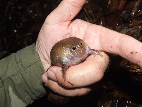 Rain Frog, Cute Reptiles, Cute Small Animals, Funny Frogs, Frog And Toad, Reptiles And Amphibians, Cute Frogs, Silly Cats, Wild Birds