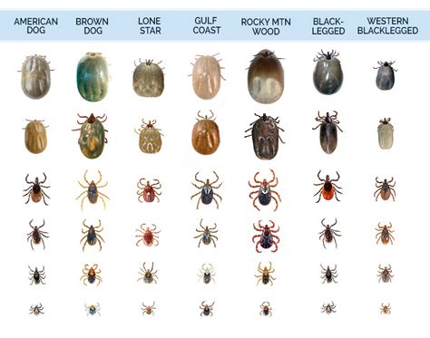 the most problematic different types of ticks found in the United States Tick Bites On Dogs, Wood Tick, Types Of Ticks, Deer Ticks, Tick Removal, Ticks On Dogs, Tick Bite, Dog Remedies, Vet Medicine