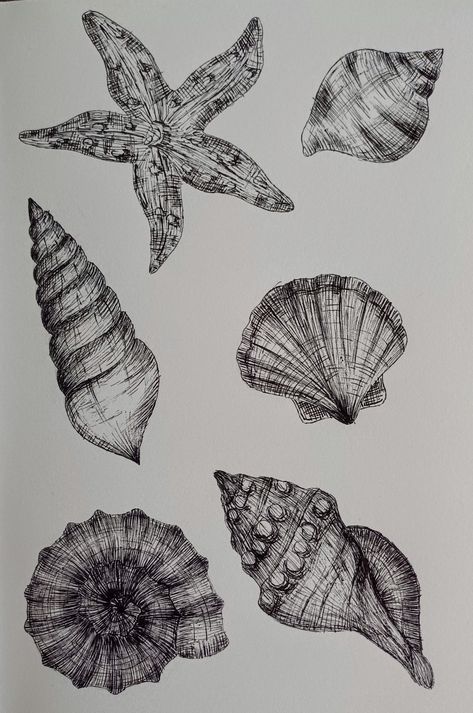 Drawing, sketch, seashells, shells Mark Making Examples, Natural Form Drawing Ideas, Sealife Sketch, Shells Drawings, How To Draw Seashells, Seashells Drawing, Coral Sketch, Seashell Sketch, Shells Drawing