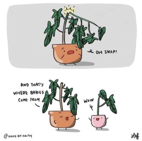 Taken from stashally user @carmen. [Reddit, u/ meandwatersheep] Plant Jokes, Plant Mom, Plant Lady, Cute Comics, Tumblr Funny, Bones Funny, Funny Comics, Funny Cute, Puns