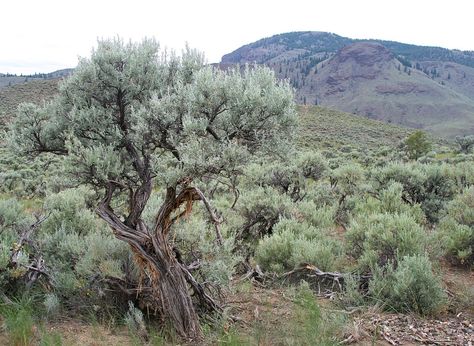 Sage Brush Painting, Western Environment, Dc Background, Sage Core, Southwest Landscaping, Colorado Desert, Rabbit Brush, Plains Landscape, Sage Brush