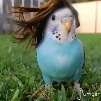 via GIPHY Silly Birds, Love Birds Pet, Funny Bird Pictures, Budgies Bird, Funny Parrots, Bird Gif, Funny Animal Photos, Parakeets, Funny Birds