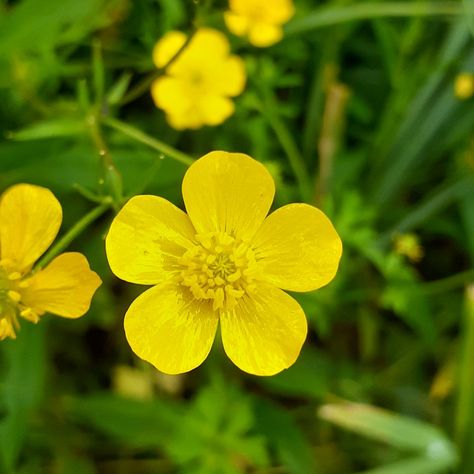 Buttercup Aesthetic Flower, Buttercup Flower Aesthetic, Buttercups Aesthetic, Butter Cup Flower, Buttercup Plant, Buttercups Flower, Buttercup Aesthetic, Cody Core, Hiking Scrapbook