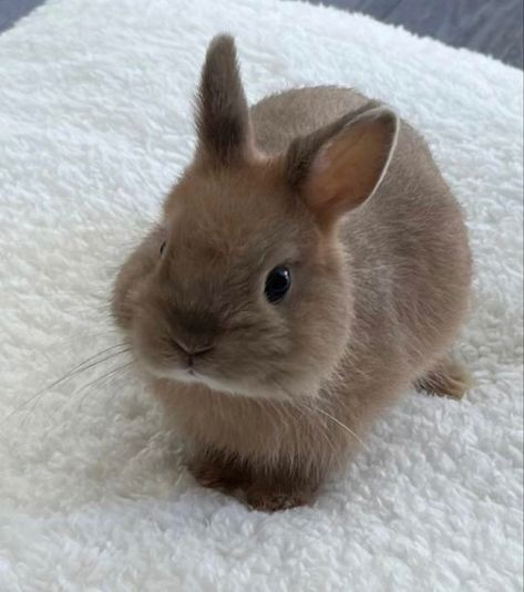 Bunny Paws, Pet Bunny Rabbits, Mini Lop, Cute Bunny Pictures, Cute Small Animals, Bunny Pictures, Pet Bunny, Pet Rabbit