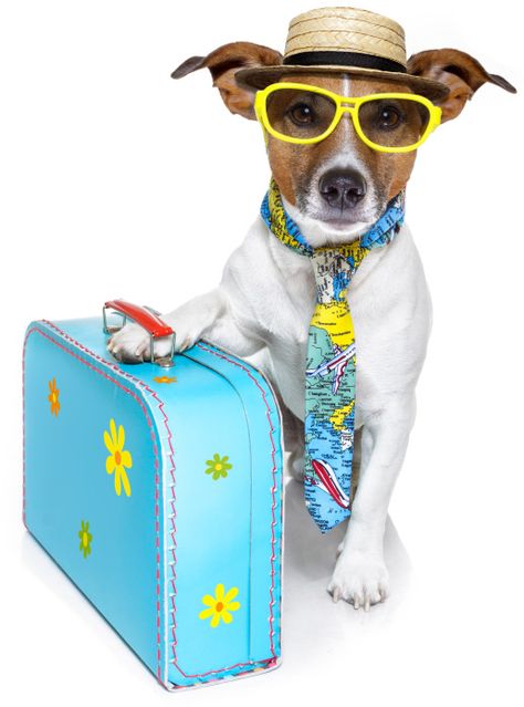 Dog with suitcase Chien Jack Russel, Pet Transport, Dog Whisperer, Pet Boarding, 강아지 그림, Jack Russel, Dog Safety, Dog Bag, Dog Travel