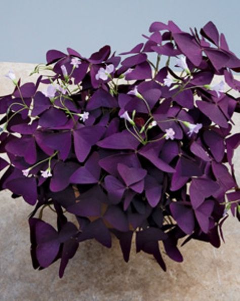 Purple Shamrock Plant, Shamrock Plant, Windowsill Plants, Purple Shamrock, Oxalis Triangularis, Goth Garden, نباتات منزلية, Purple Plants, Succulent Soil