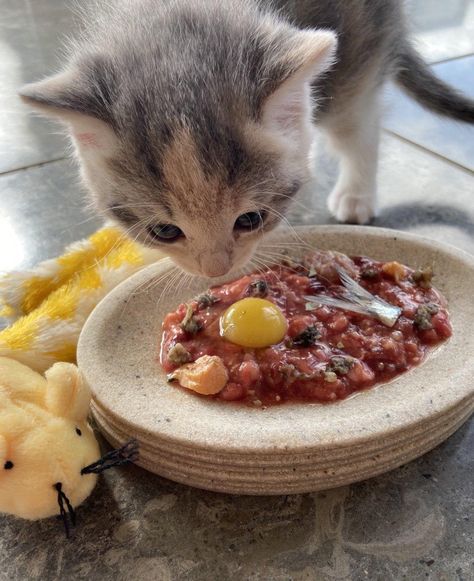 Meaning the most appropriate food to feed a cat or kitten is fresh meat. More recipe ideas on our Instagram Home Cooked Cat Food, Cat Meals, Cat Raw Food Diet, Cat Food Recipe, Cat Raw Food, Raw Food Diet For Cats, Foods At Home, Healthy Cat Food, Cat Food Dish